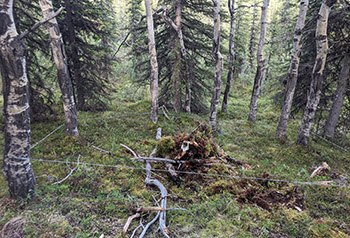 A biologistconstructed quotbear cachequot with attractant at a hair snare site