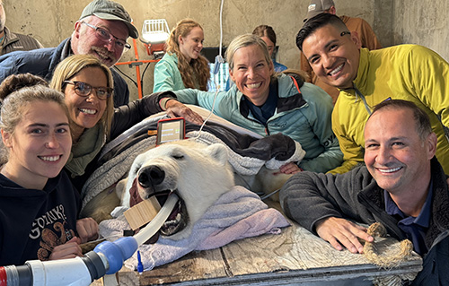 Kova after her procedure with the dental team Her orthodontist is smiling in blue behind and to the right Photo courtesy the Alaska Zoo