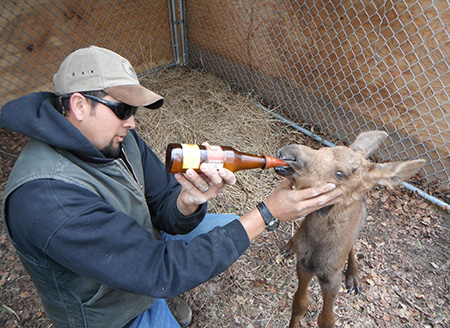 Dan Thompson bottle feeds a calf
