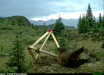 A grizzly bear rolls on a scent pile