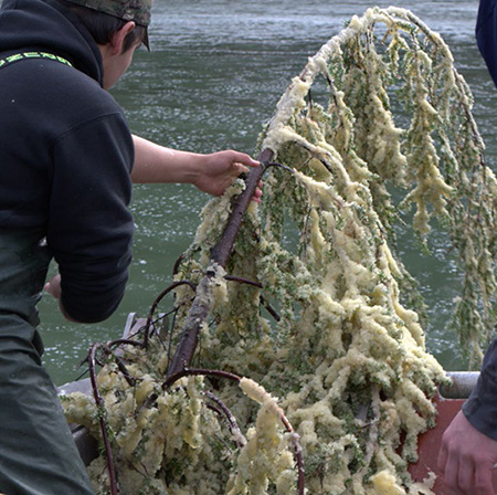Harvesting herring eggs on spruce branches