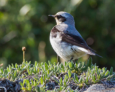 A Northern Wheatear Photo by Jim Dau