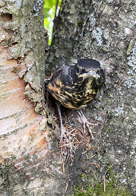 A fledgling thrush likely a young robin Photo by Shelby McCahon