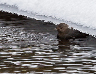 American Dipper Photo by Jim Dau