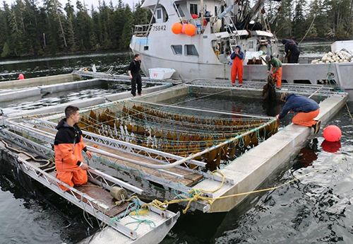 Pounders clip kelp to lines on a rack in a pound before herring are introduced Photo by Bo Meredith