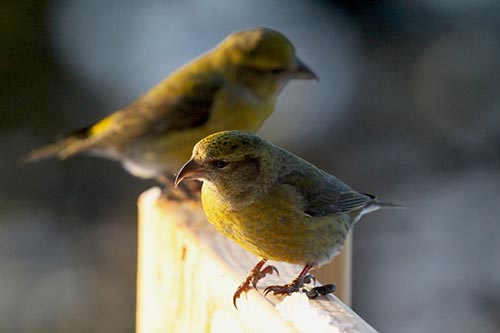 White winged crossbills near a bird feeder Photo by Arin Underwood