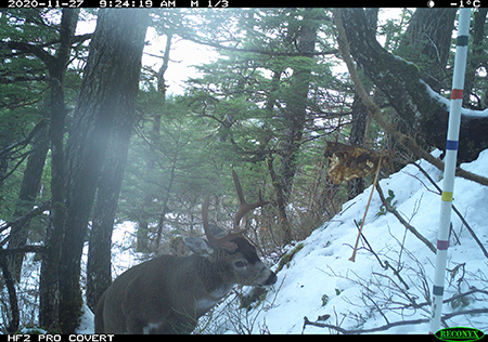 Many different age classes including this buck were captured in the initial phase of trail camera work on Douglas copyADFampG