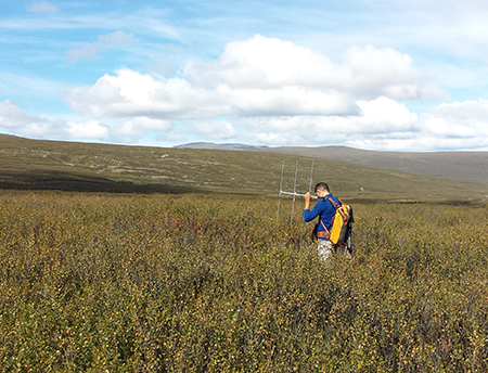 Tracking radio collared willow ptarmigan as part of a large movement and mortality study
