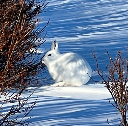 An Alaska hare is twotothree times bigger than a snowshoe hare