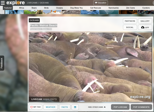 The Explore website and walrus cam