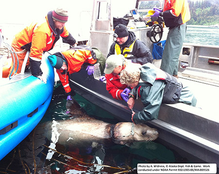 Biologists hold a sea lion in place so a fan belt around its neck can be cut free This is the animal threatened by an aggressive male that Lauri Jemison describes This work was conducted under NOAA permit 932190500MA009526