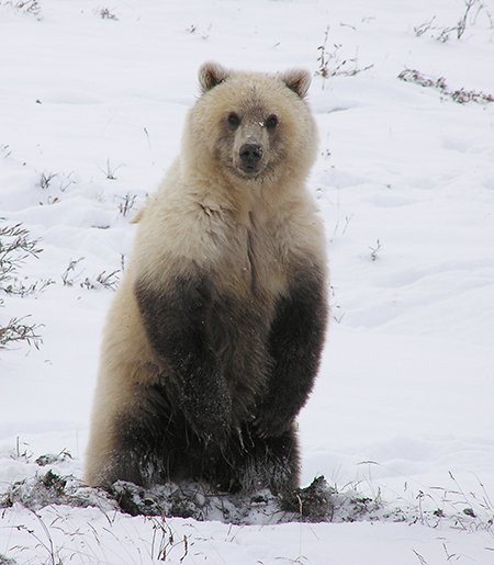 Brown bear emorem grizzly bear on the Sagavanirktok River ADFampG