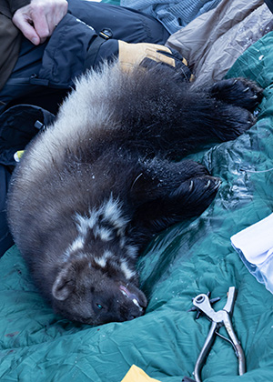 A wolverine is equipped with a GPS collar and carefully processed Processing involves taking measurements and samples and tagging the animal so it can be identified  ADFampG researchers collared wolverines in GMU 14C the Anchorage area including Chugach State Park and Joint Base Elmendorf Richardson in the winter of 20222023 The collars enable them to track the animals to learn about their movements and home ranges Photo by David Saalfeld