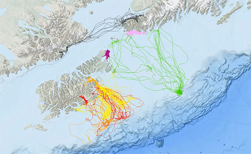 A map showing the movements and tracks of the seven sea lions represented by different colors in the Gulf of Alaska south of Kodiak Island in the fall and winter following the tagging The ocean floor off the continental shelf is in the lower right corner A video of the movements over time can be viewed via a link at the end of the article