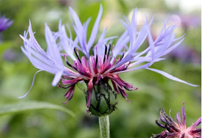 Cornflower photo courtesy Alaska Natural Heritage Program