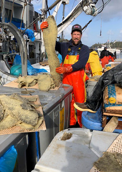 A pounder holds up an eggcoated blade of kelp Photo by Mike Pilling