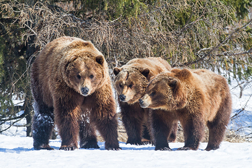Three captive brown bears at the Alaska Wildlife Conservation Center illustrate the sexual dimorphism within the species The male on the left and female in center are siblings originating from Willow while the female at right is unrelated originating from Kotzebue  Photo courtesy of the Alaska Wildlife Conservation Center Doug Lindstrand