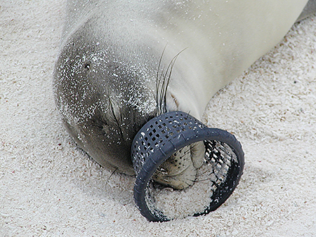 A monk seal pup with an eel hagfish trap entrance stuck on its snout NOAA Permit 8481335 Photo courtesy PEG