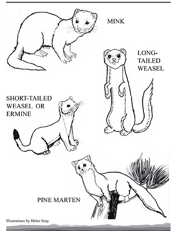 Four of the smaller members of the weasel family National Parks Service