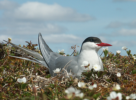 An arctic tern Photo by Tim Bowman