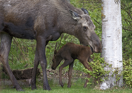 Moose calves are targets for predators like wolves and bears and mother moose are famously defensive of their vulnerable young Photo by Ken Marsh