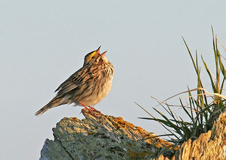 Savannah Sparrow Photo by Tim Bowman