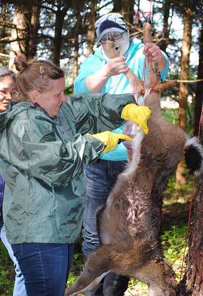 Learning to field dress a deer in a BOW class