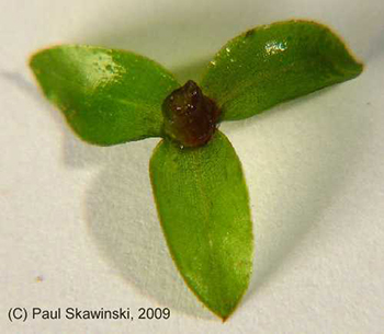 emFigure 5 Threeleaf whorl segment of Elodea stem Univof WIem