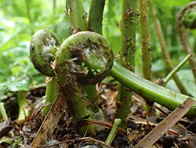 Emerging fiddlehead