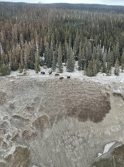 Bluff country along the Copper River Bison like these favor the area in the spring where travel is easy and food is exposed All photos courtesy Heidi HatchercopyADFampG