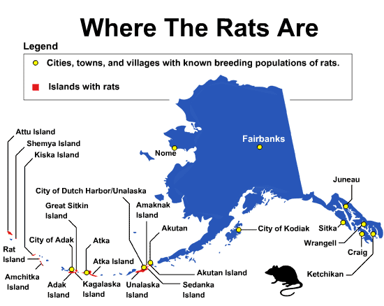 This graphic offers good info but two points need updating rats were once documented at the Fairbanks landfill but as of 2020 there is no evidence that a breeding population of rats exists in Fairbanks Rat Island in the western Aleutians is now rat free