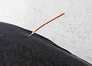 A closeup of the tag which is about three inches long and located below the first dorsal fin