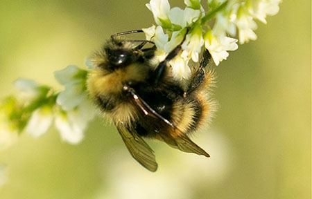 Western Bumblebee Credit John D Reynolds on iNaturalist