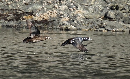 Harlequin ducks in Kachemak Bay Photo by Tim Bowman