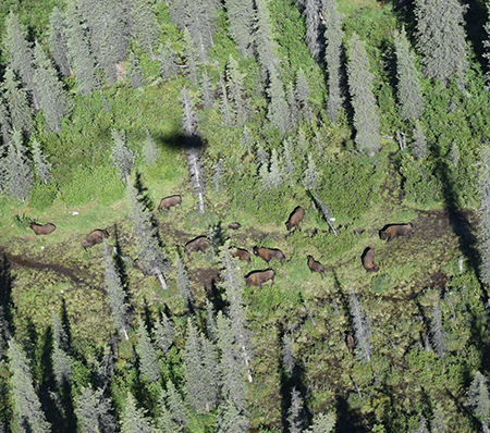 How many bison can you see Even in the relatively open country of the upper Dadina if bison are in the brush theyrsquore difficult to see