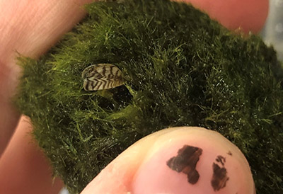 Zebra mussels attached to marimo moss ball Photo courtesy Oregon Department of Fish and Wildlife