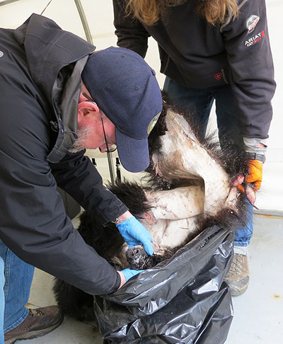 Biologist Carl Koch inspects a bear hide during sealing