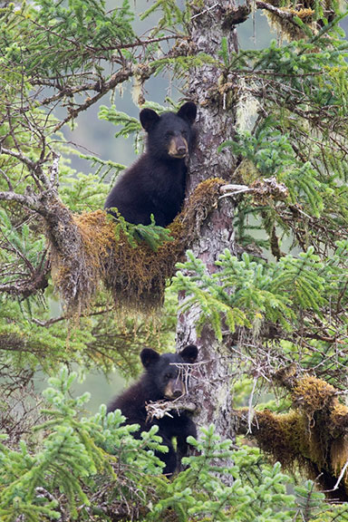 There are two bearthemed events  Mother39s Day quotBe Bear Awarequot May 12th Noon4 pm Alaska Zoo in Anchorage and the Alaska Bear Festival July 24 28 in Wrangell
