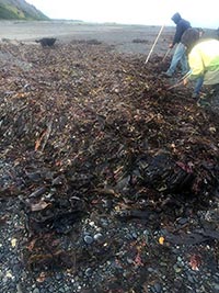 Seaweed harvesting on the beach
