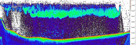 Nighttime echogram of herring biomass in South Arm Uganik Bay April 2007