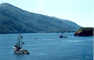 All returning salmon are harvested in the commercial fishery in the Telrod Cove terminal harvest area