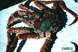 Golden king crab with a section of the carapace removed showing snailfish eggs in the branchial chamber