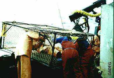 Configuring a pot for catchability study