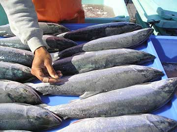 Removing a scale from a sockeye salmon