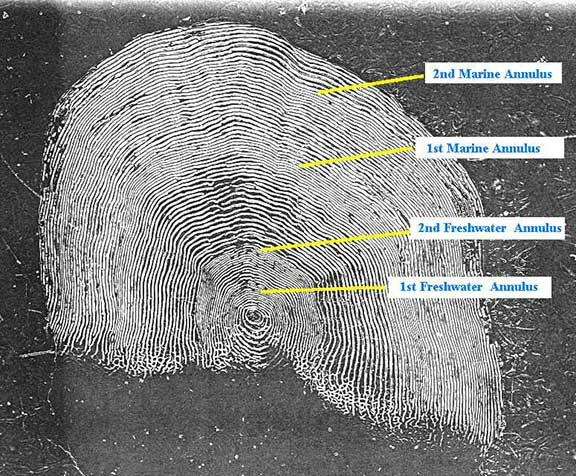 This scale which is of a Spiridon Lake sockeye salmon exhibits two freshwater annuli and two marine annuli The total age is 5 including an additional year representing the time between egg deposition and fry emergence