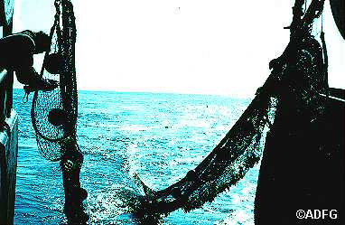 400 Eastern otter trawl used for the survey