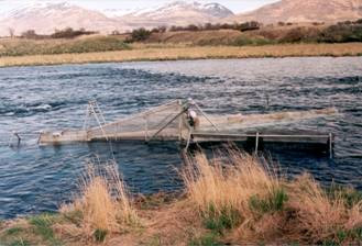 Karluk River smolt trap