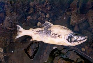 Decaying salmon carcasses provide important nutrients to the freshwater environment