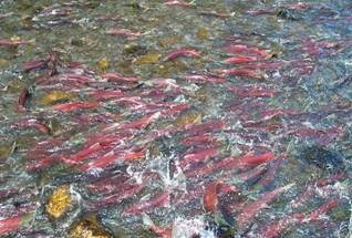 Adult sockeye salmon returning to Karluk Lake tributaries to spawn