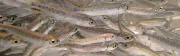 Sockeye salmon smolt